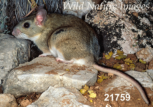 White-toothed Woodrat (Neotoma leucodon)